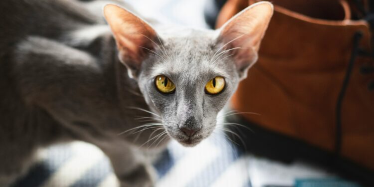 Oriental de Pelo Curto