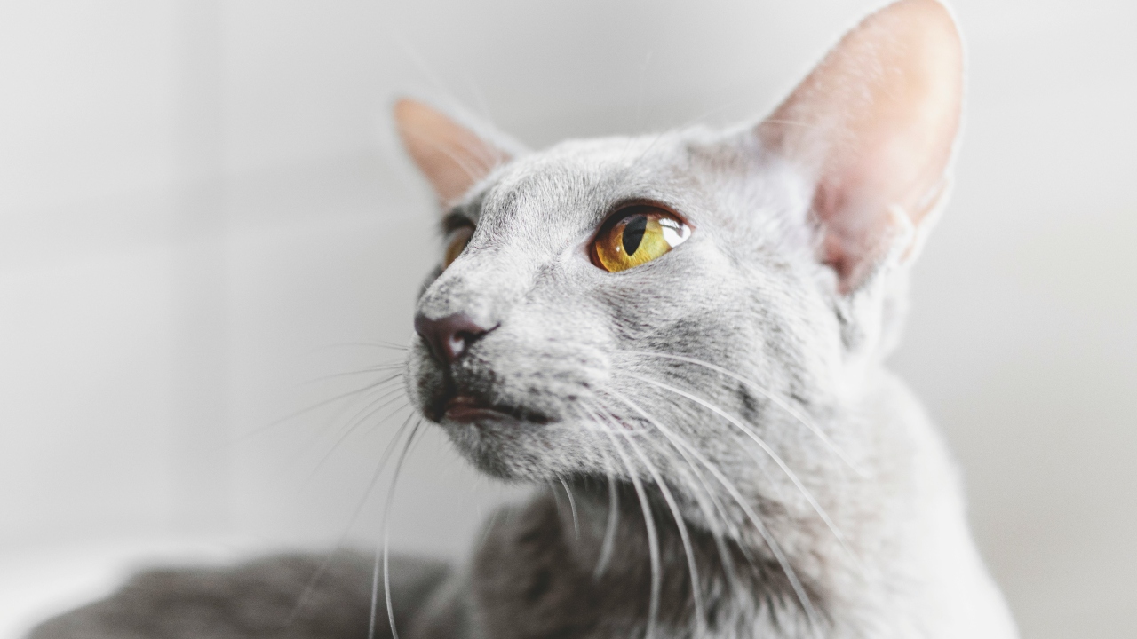 Oriental de Pelo Curto