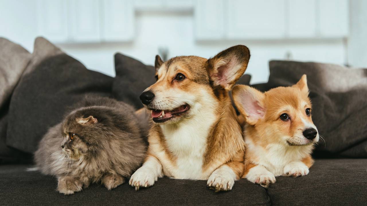 Dicas de limpeza rápida para casas com pets