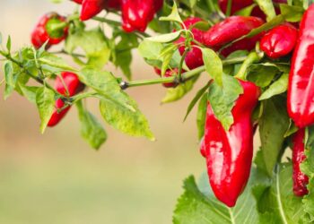 Como plantar pimenta em vasos pequenos sem errar