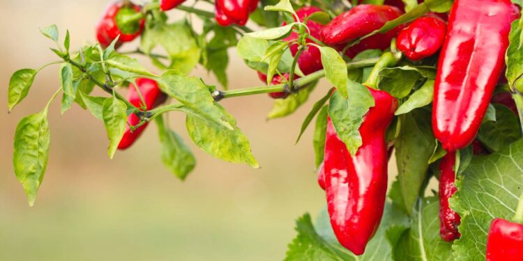 Como plantar pimenta em vasos pequenos sem errar