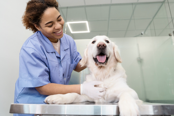 Plano de saúde pet vale a pena? Foto: FreePik