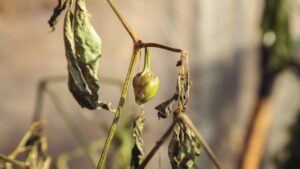 Como recuperar plantas “quase mortas” de jeitos simples