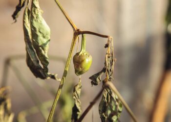 O que fazer para salvar plantas que estão murchando