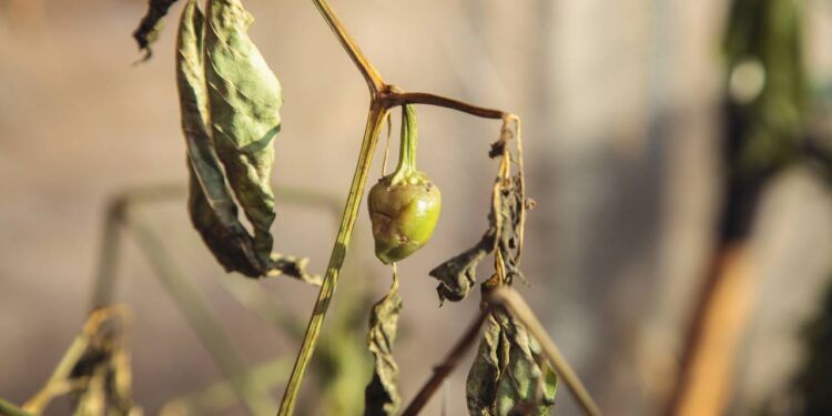O que fazer para salvar plantas que estão murchando
