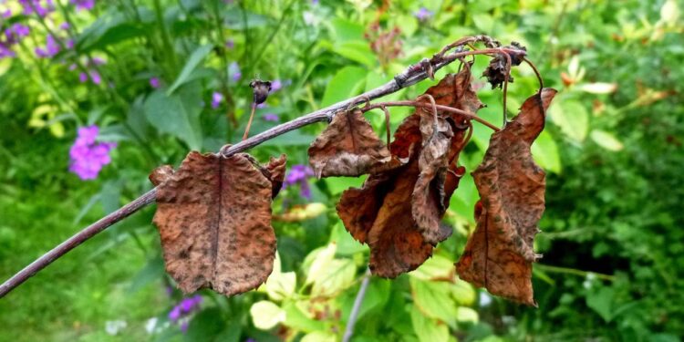 Como recuperar plantas “quase mortas” de jeitos simples