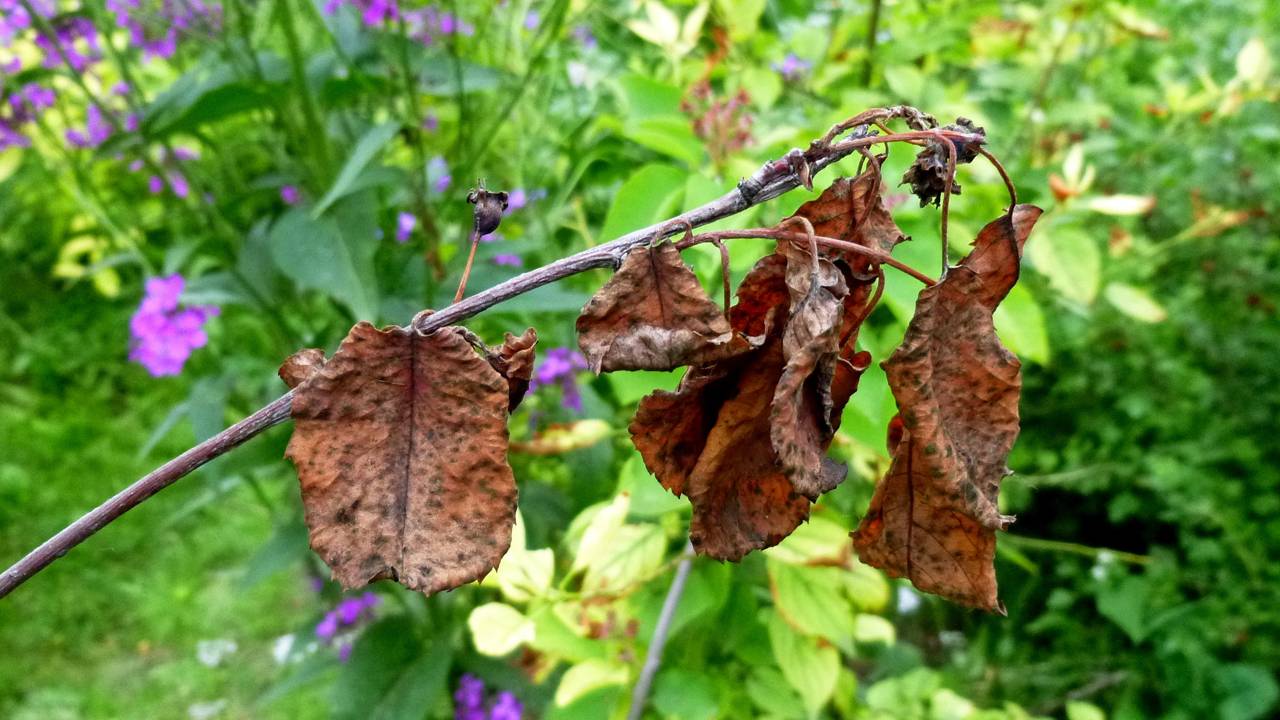O que fazer para salvar plantas que estão murchando