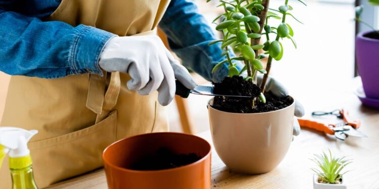 Cuidado contínuo que estimula brotações vigorosas e colheitas frequentes. - Créditos: depositphotos.com / VitalikRadko