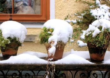 O impacto do tipo de vaso no crescimento das plantas