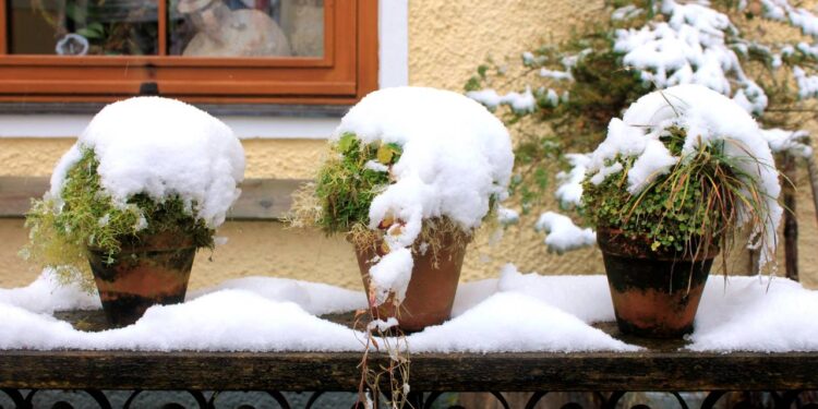 Dicas para cuidar de plantas em vasos durante o inverno