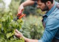 Como saber a época ideal para podar suas plantas