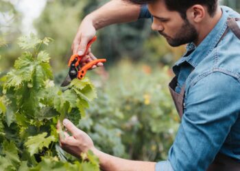 O que ninguém te conta sobre excesso de cuidado com plantas