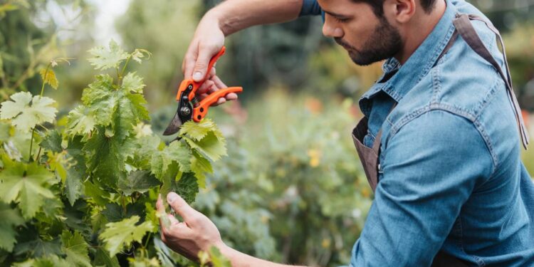 Como saber a época ideal para podar suas plantas