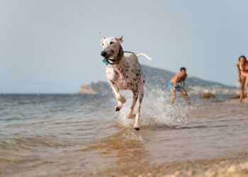 regras Litoral de São Paulo