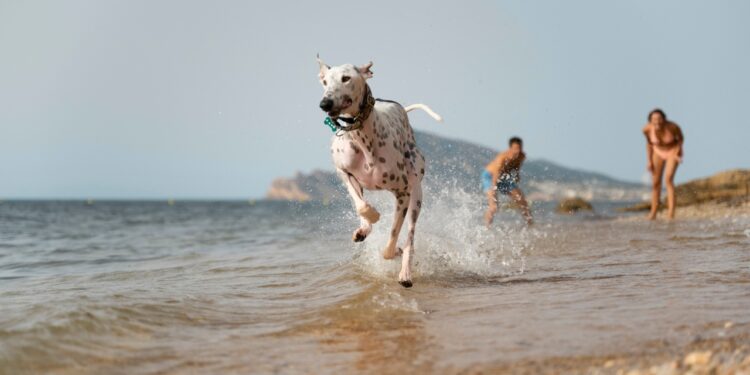 regras Litoral de São Paulo