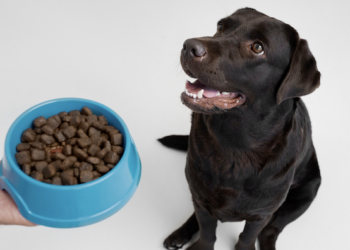 Aprenda a ler os rótulos e descubra o que realmente é importante em uma ração para seu cachorro. foto: FreePik