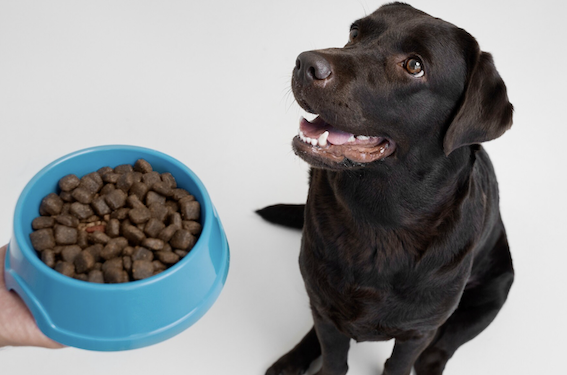 Aprenda a ler os rótulos e descubra o que realmente é importante em uma ração para seu cachorro. foto: FreePik