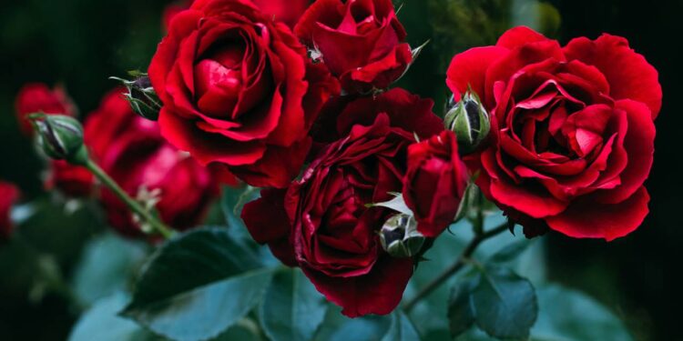 Como fazer uma rosa ficar sempre bonita e saudável