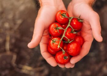 Como plantar tomate cereja de maneira fácil