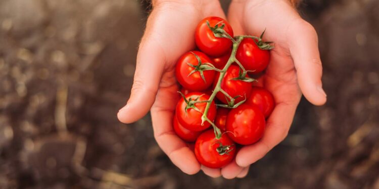 Como plantar tomate cereja de maneira fácil