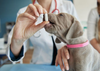 Verminose em pet é perigoso? Foto: FreePik