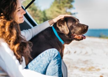 ansiedade de separação em pets