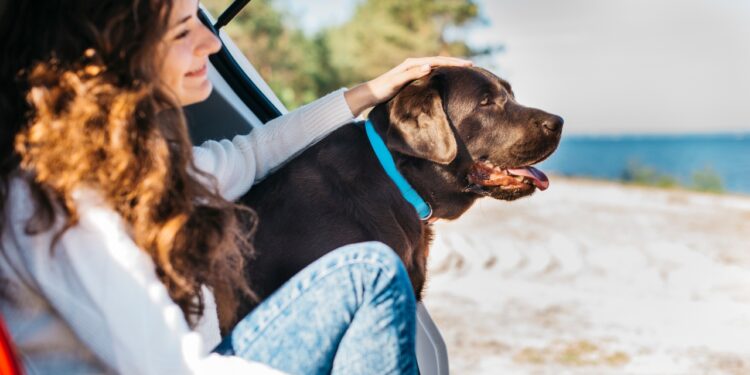 ansiedade de separação em pets