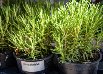 Como plantar alecrim e evitar que ele seque rápido
