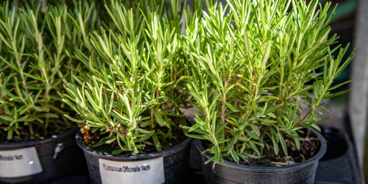 Como plantar alecrim e evitar que ele seque rápido