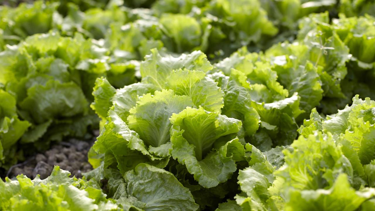 O passo a passo para plantar e colher os melhores alfaces na sua própria horta