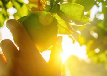 As melhores dicas para plantar árvores frutíferas em casa