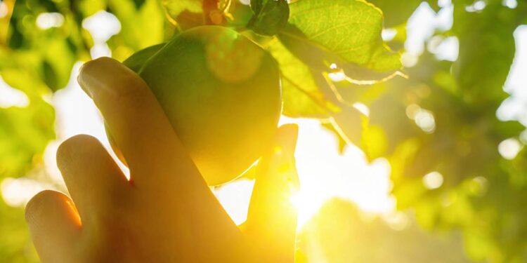As melhores dicas para plantar árvores frutíferas em casa