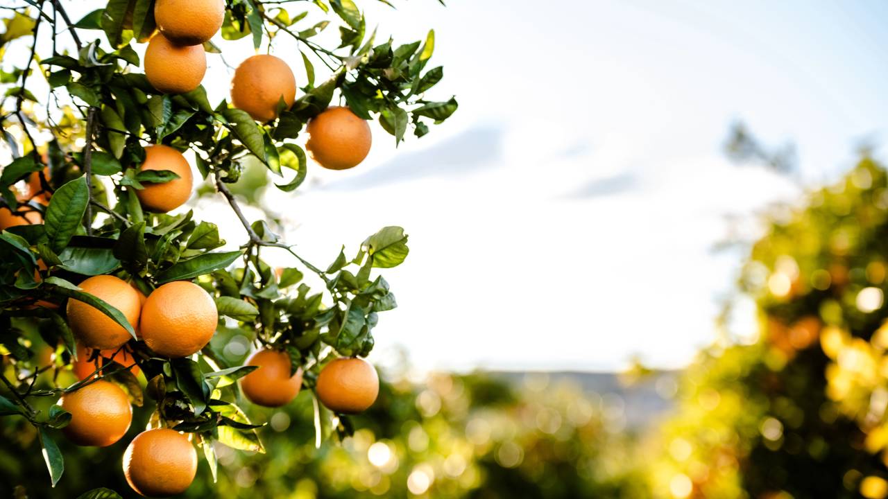As melhores dicas para plantar árvores frutíferas em casa