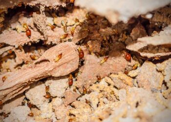 Cuidados domésticos que reduzem o risco de infestação de cupins - Créditos: depositphotos.com / sanpom
