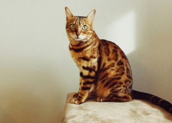 bengal