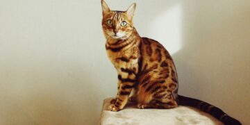 bengal