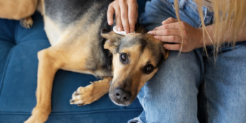 Como eliminar pulgas e carrapatos? Foto: FreePik