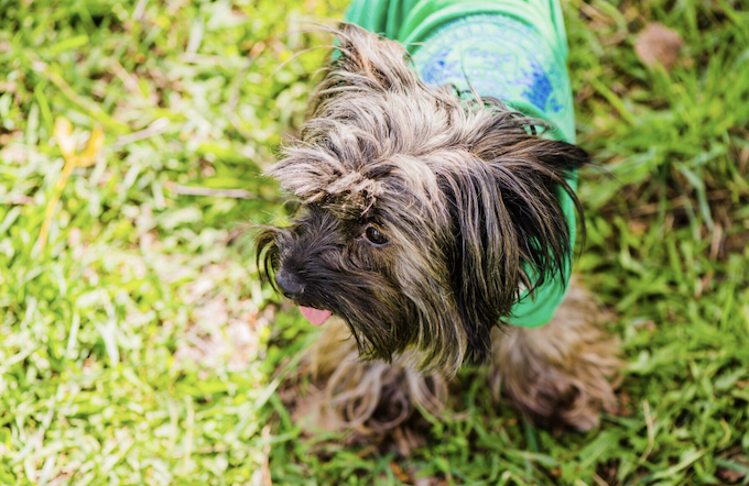 Como eliminar pulgas e carrapatos? Foto: FreePik