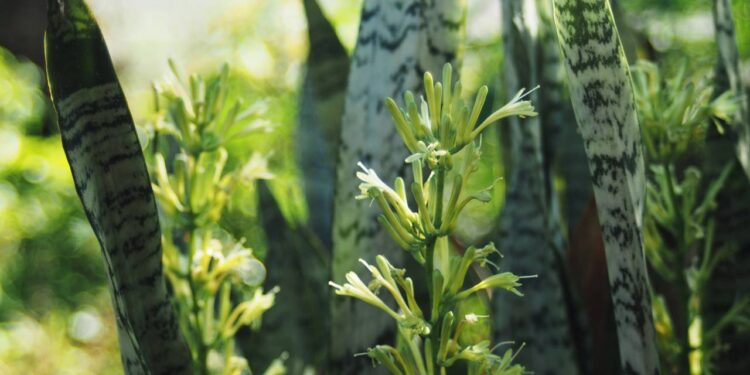 Plantas ideais para quem passa o dia fora de casa