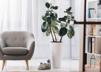 Como evitar pragas em plantas de apartamento