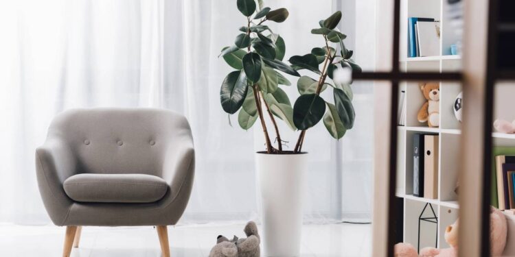 Como evitar pragas em plantas de apartamento