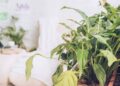 As melhores plantas para quem quer começar a montar um espaço verde em casa