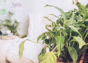 As melhores plantas para quem quer começar a montar um espaço verde em casa