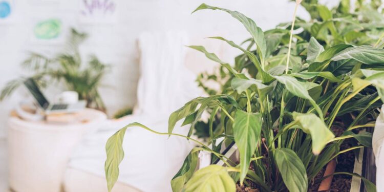 As melhores plantas para quem quer começar a montar um espaço verde em casa