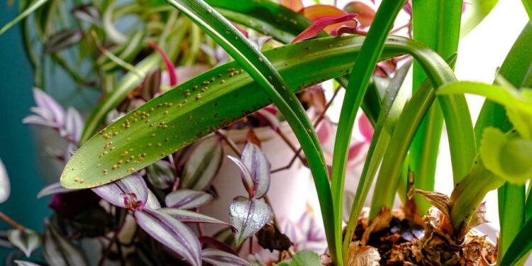 Como identificar pragas em plantas domésticas