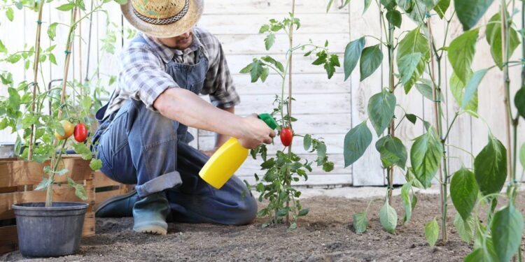 O que observar antes de comprar uma planta para sua casa