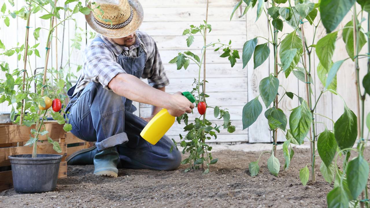 Como identificar pragas em plantas domésticas