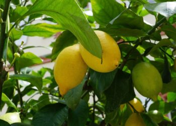 É possível ter um pé de limão ou amora na varanda? Veja como fazer