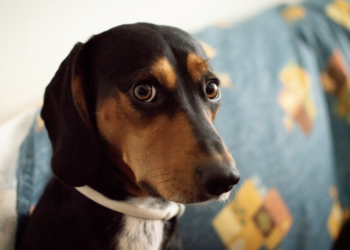 Ansiedade de separação: veja como controlar. Foto: FreePik