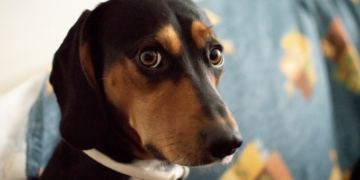 Ansiedade de separação: veja como controlar. Foto: FreePik